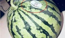 什么地方可以吃网红的瓜,这些地方让你一网打尽热门八卦